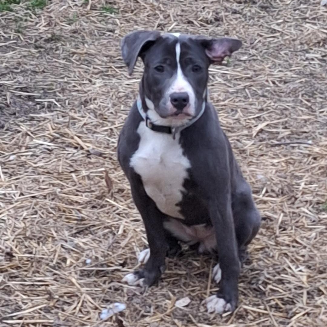 Shelby, a Adoptable Pit Bull Terrier in Westchester, IL image 2/6