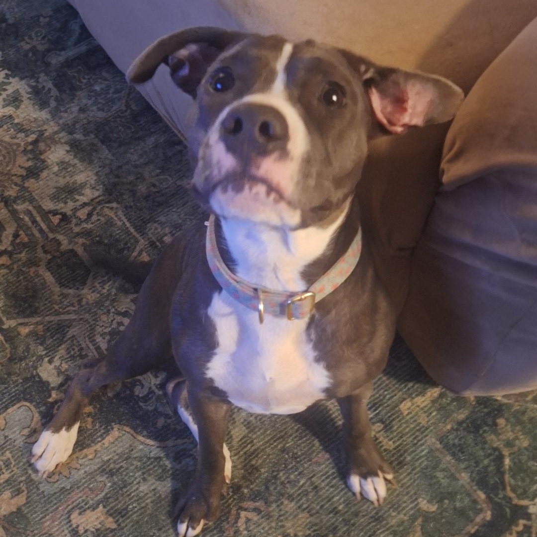 Shelby, a Adoptable Pit Bull Terrier in Westchester, IL image 4/6