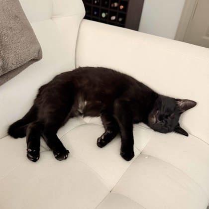 Effie, a Adoptable mixed breed in Atlanta, GA image 2/3