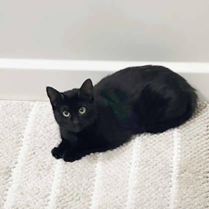 Effie, a Adoptable mixed breed in Atlanta, GA image 3/3