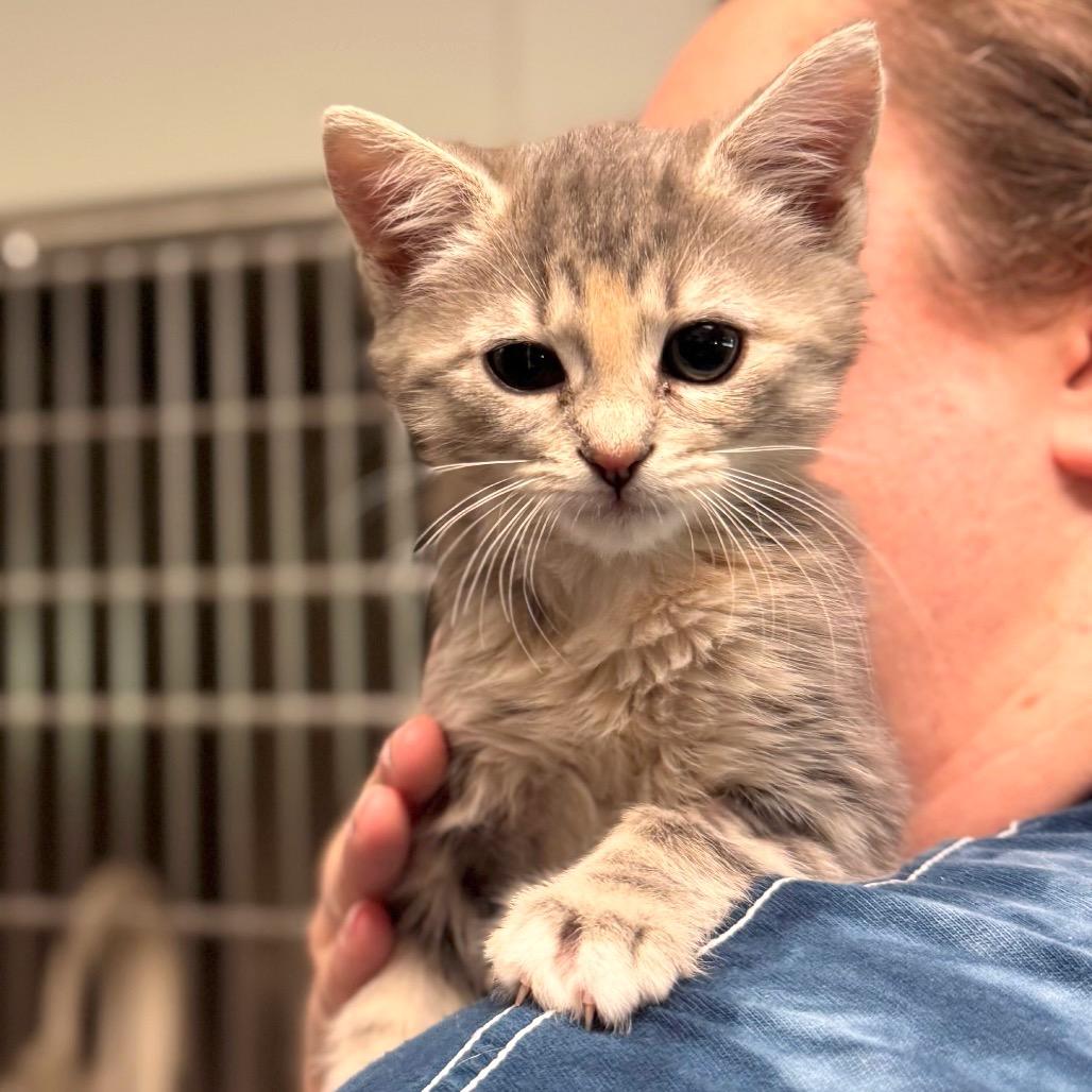 Chanel, Adoptable, Kitten Female Domestic Short Hair.