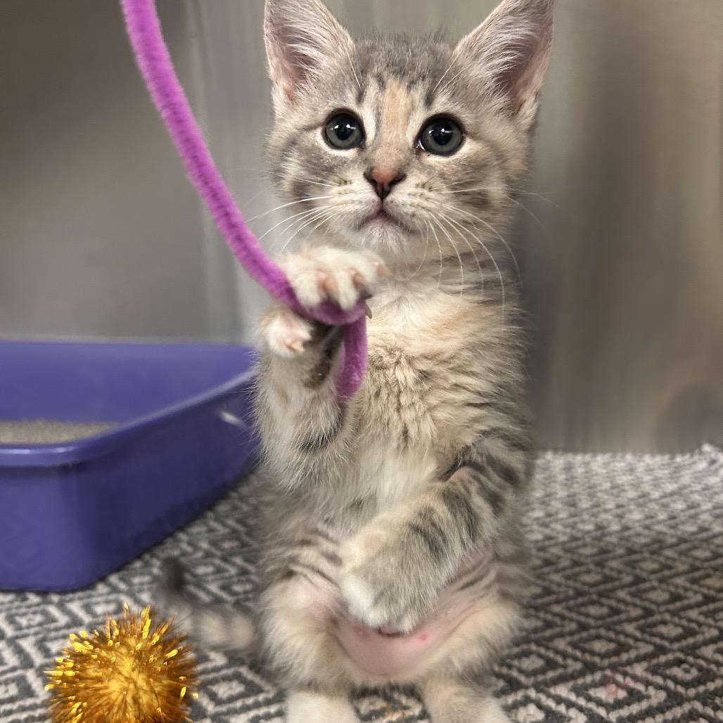 Enlarge Chanel, a Adoptable Domestic Short Hair in Hendersonville, NC image 2/5