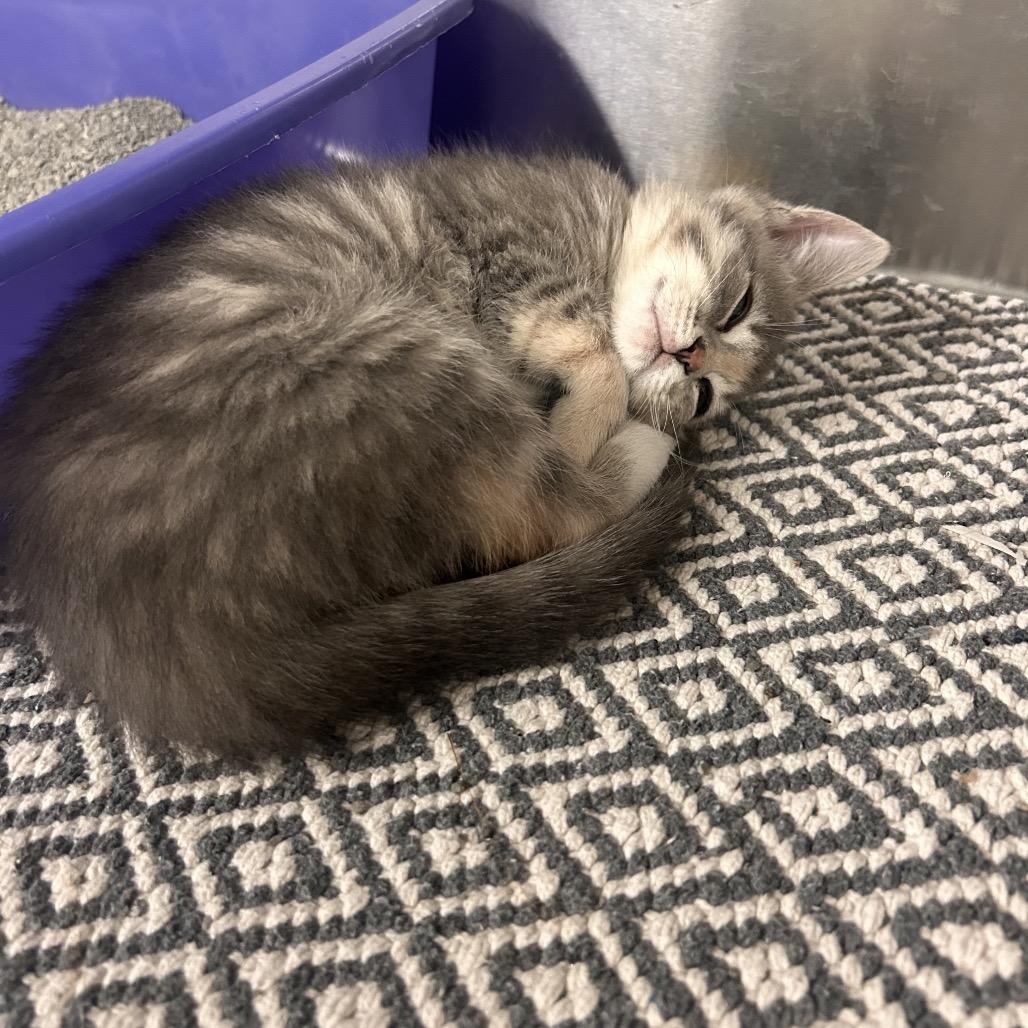 Enlarge Chanel, a Adoptable Domestic Short Hair in Hendersonville, NC image 3/5