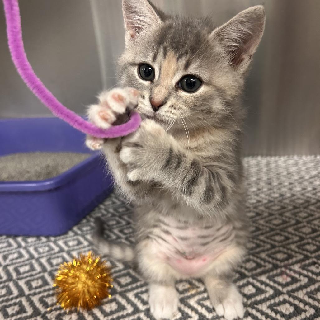 Enlarge Chanel, a Adoptable Domestic Short Hair in Hendersonville, NC image 5/5