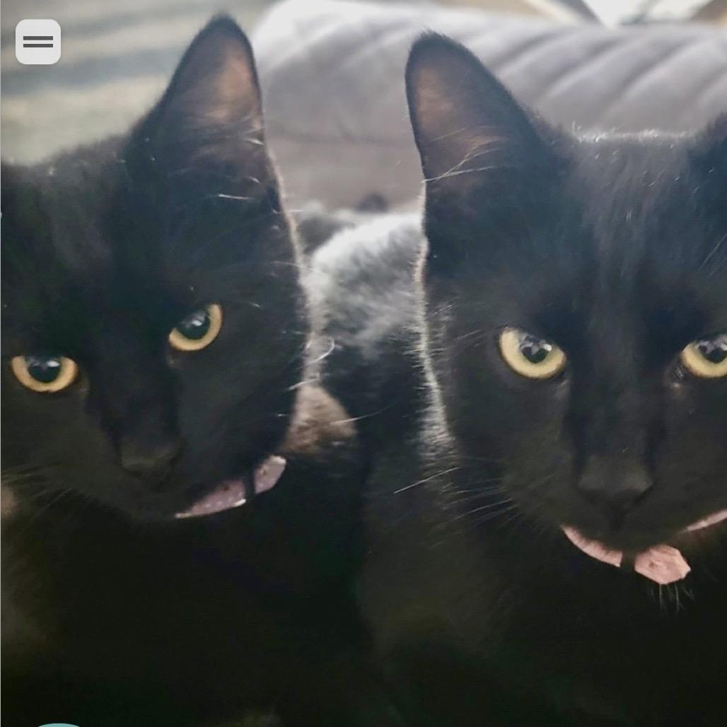 Baloo — thumbnail 2