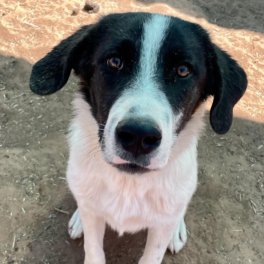 Enlarge Doohickey, a Adoptable Mixed Breed in Moab, UT image 1/6
