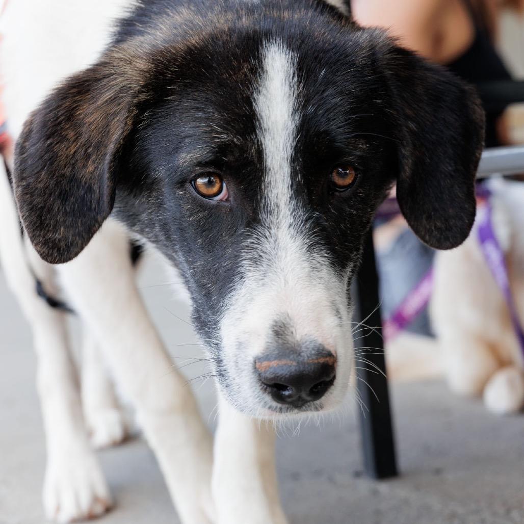 Enlarge Doohickey, a Adoptable Mixed Breed in Moab, UT image 3/6