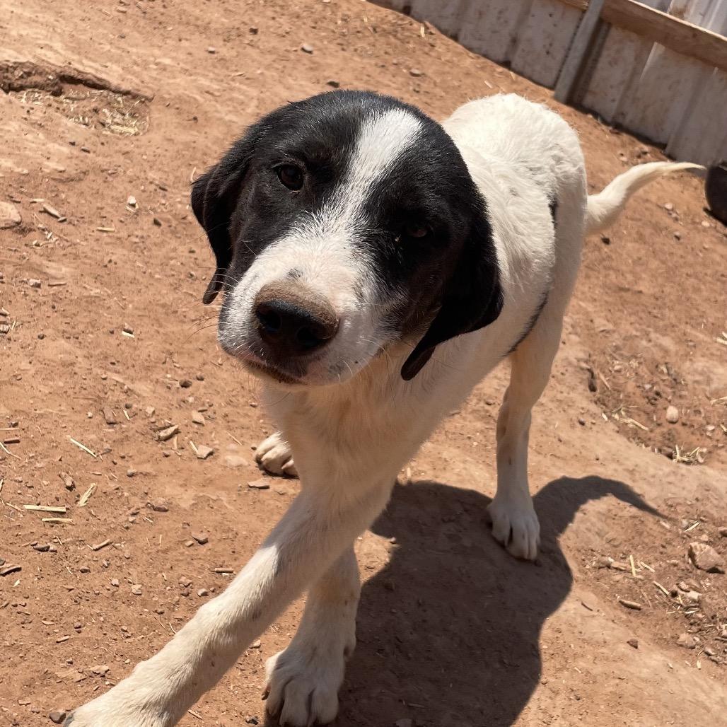Doohickey, a Adoptable Mixed Breed in Moab, UT image 3/6