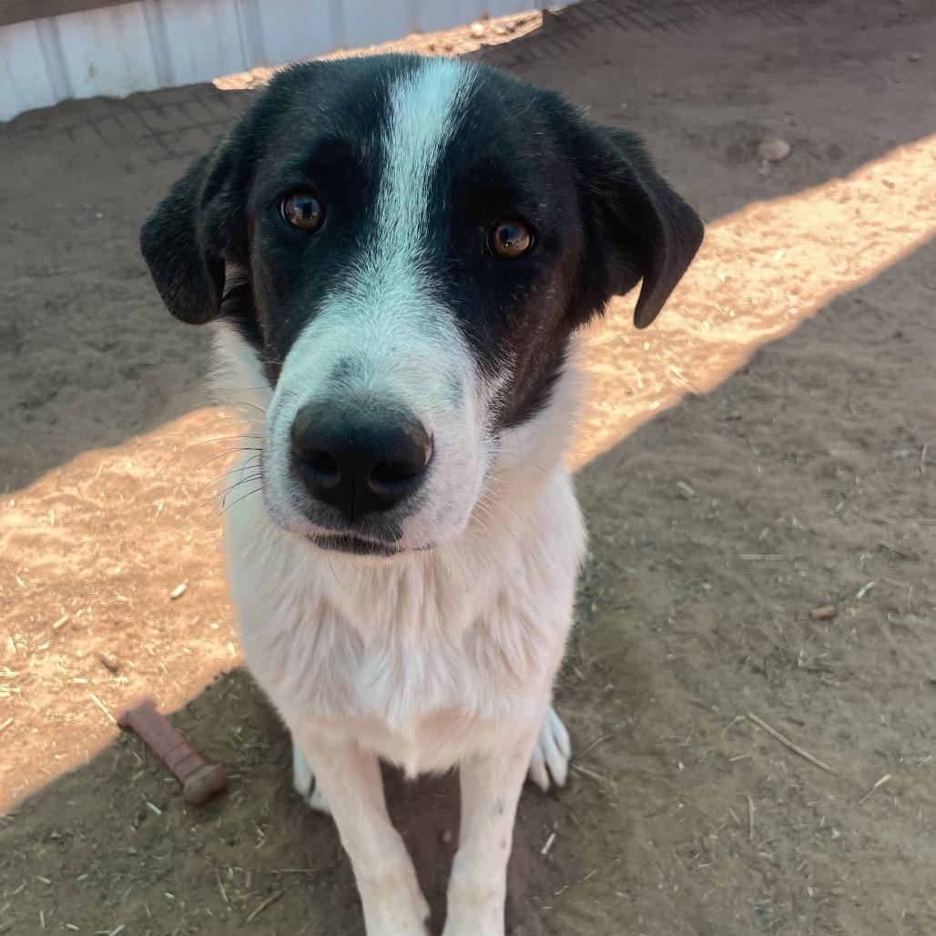 Doohickey, a Adoptable Mixed Breed in Moab, UT image 6/6