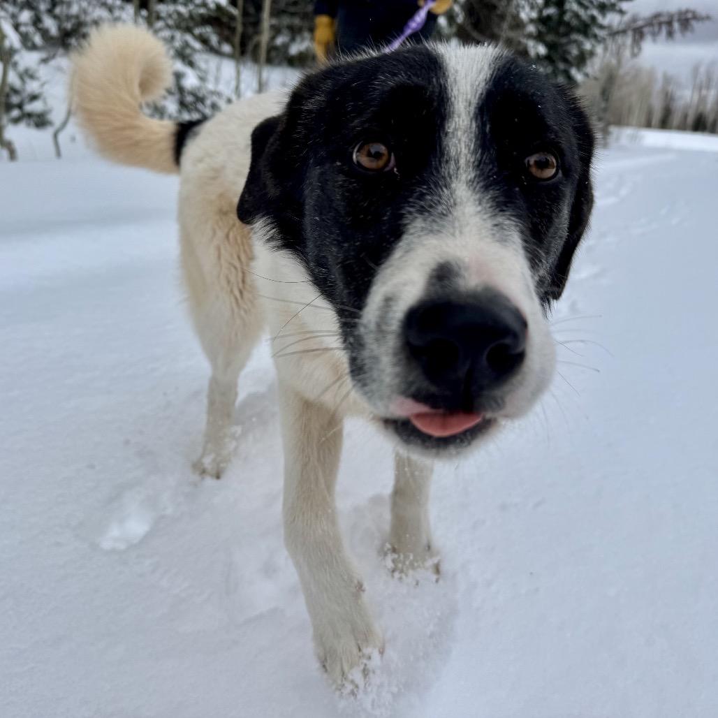 Enlarge Doohickey, a Adoptable Mixed Breed in Moab, UT image 5/6