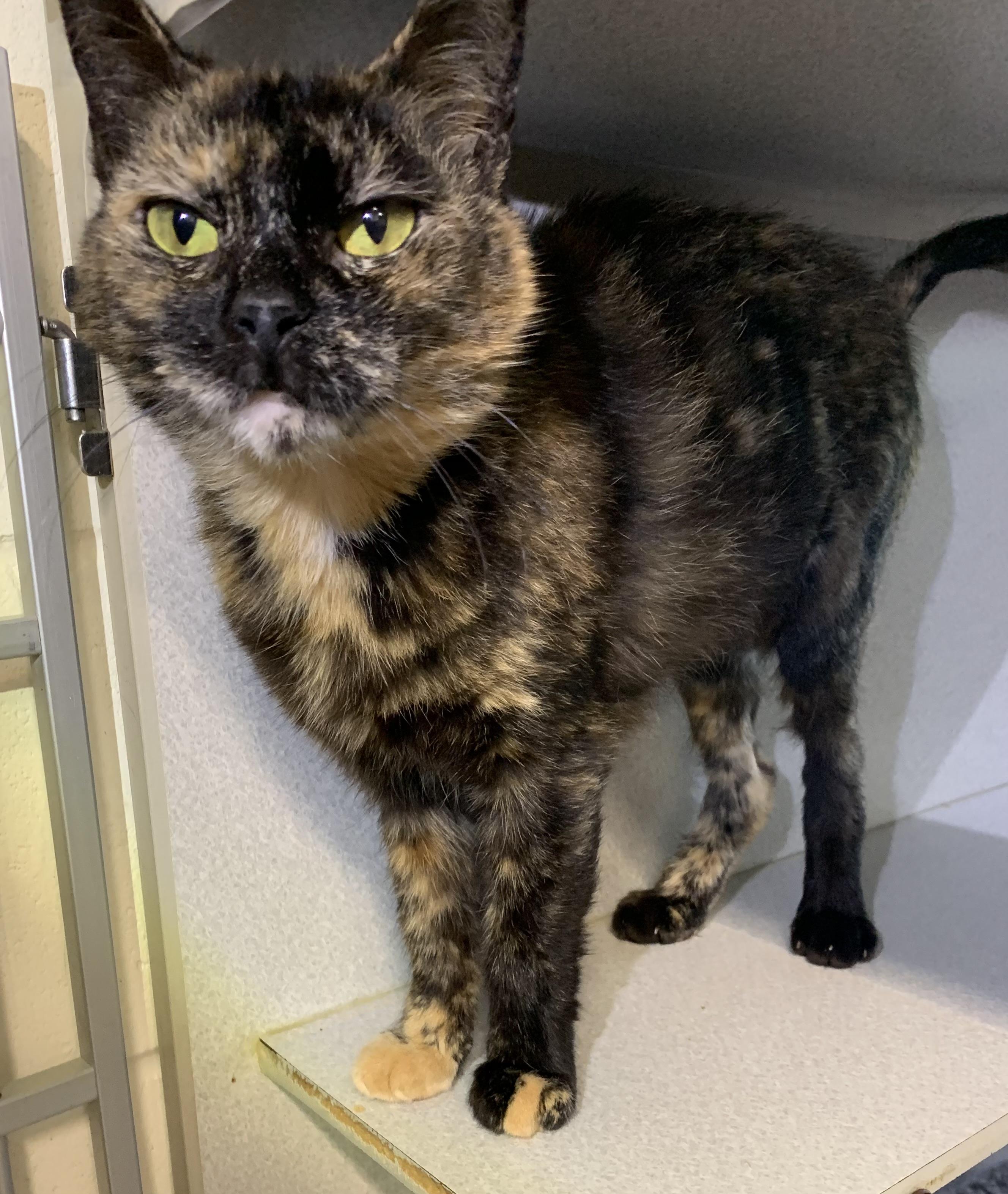 Cleo, adoptable, Young Female Domestic Short Hair.