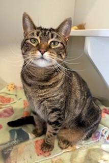 Honesty, Adoptable, Adult Male Domestic Short Hair.