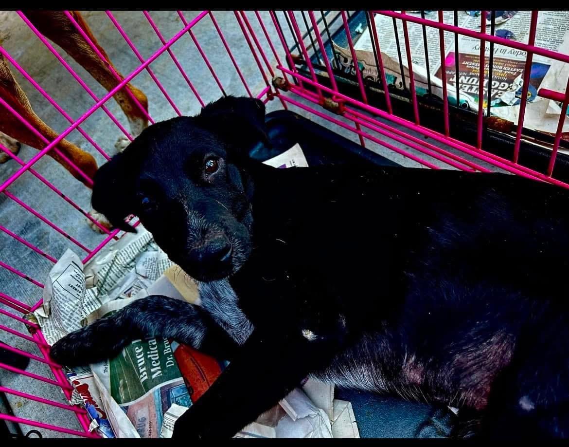 Oreo, Adoptable, Young Male Australian Cattle Dog / Blue Heeler.