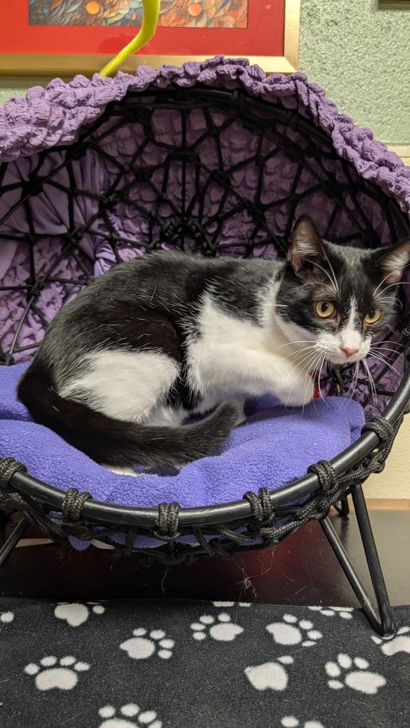 Enlarge Fuji, a Adoptable mixed breed in Ellijay, GA image 1/2