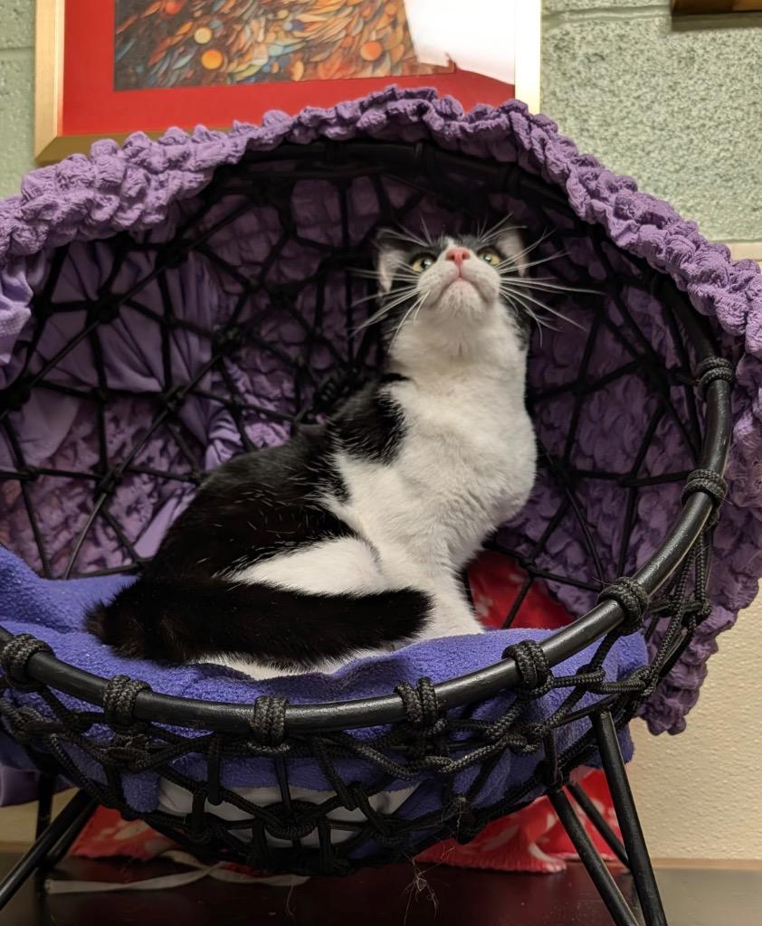 Enlarge Fuji, a Adoptable mixed breed in Ellijay, GA image 2/2