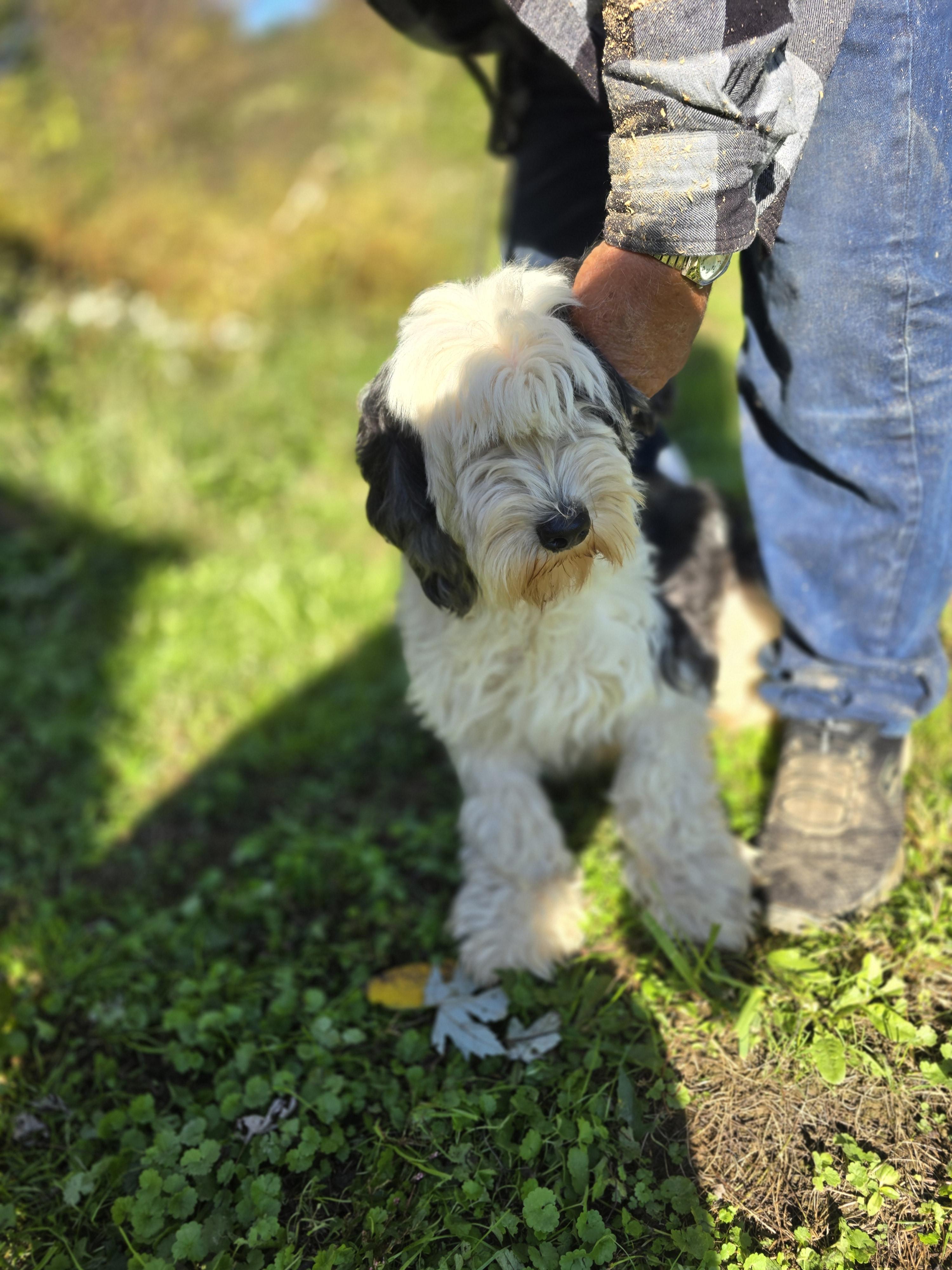 Anika, an adoptable Sheepadoodle in Zaleski, OH, 45698 | Photo Image 2