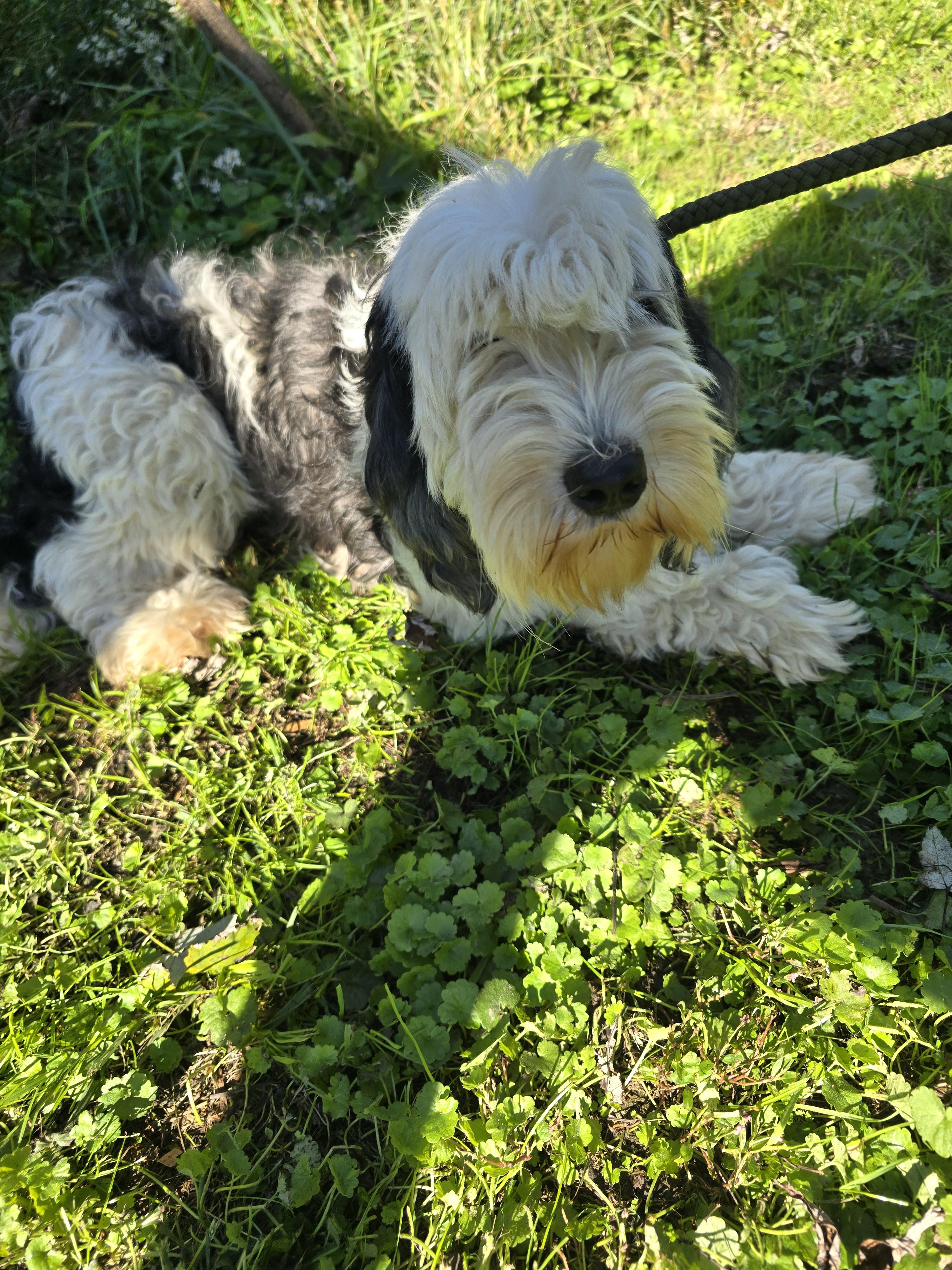 Anika, an adoptable Sheepadoodle in Zaleski, OH, 45698 | Photo Image 1