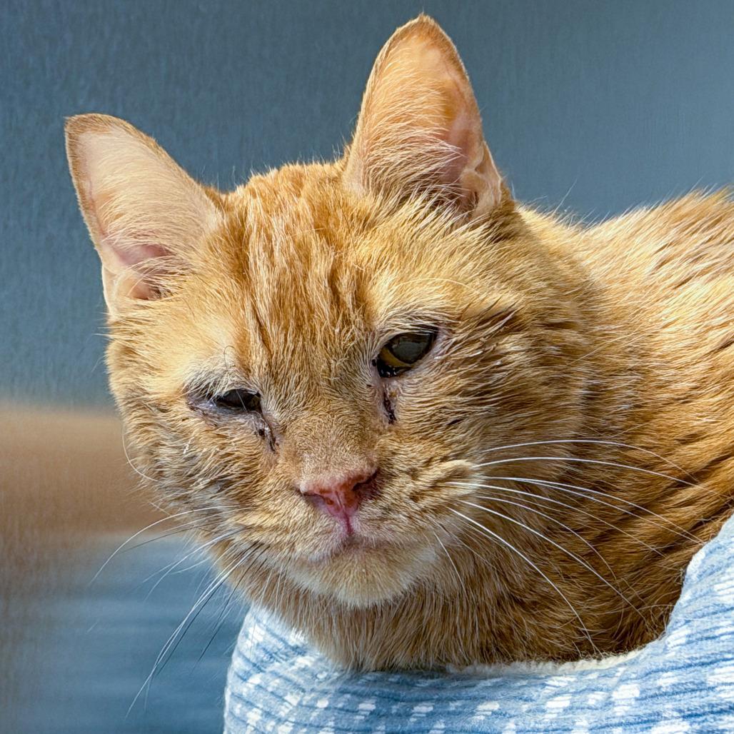 Sebastian, Adoptable, Senior Male Domestic Short Hair.