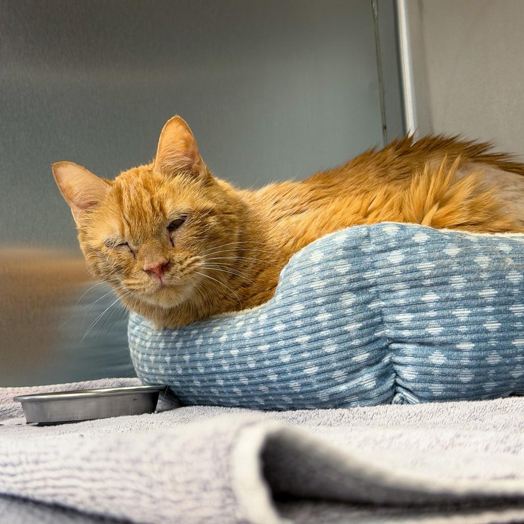 Enlarge Sebastian, a Adoptable Domestic Short Hair in Scituate, MA image 2/3