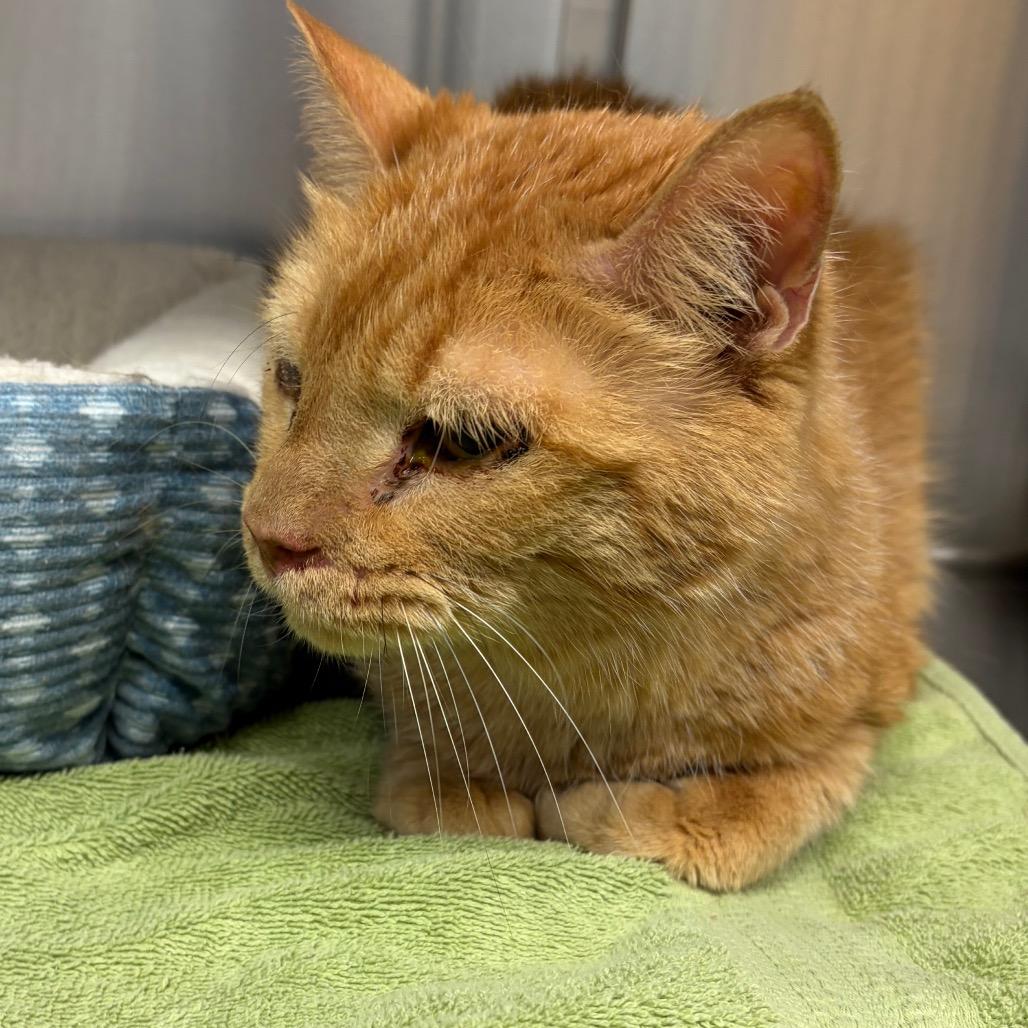 Enlarge Sebastian, a Adoptable Domestic Short Hair in Scituate, MA image 3/3