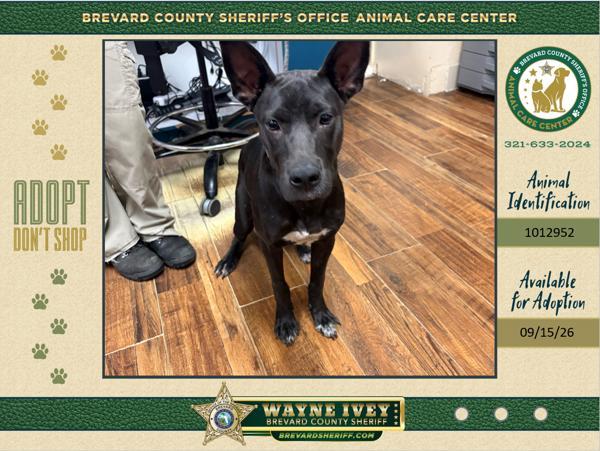 Oak, Adoptable, Young Male Mixed Breed.