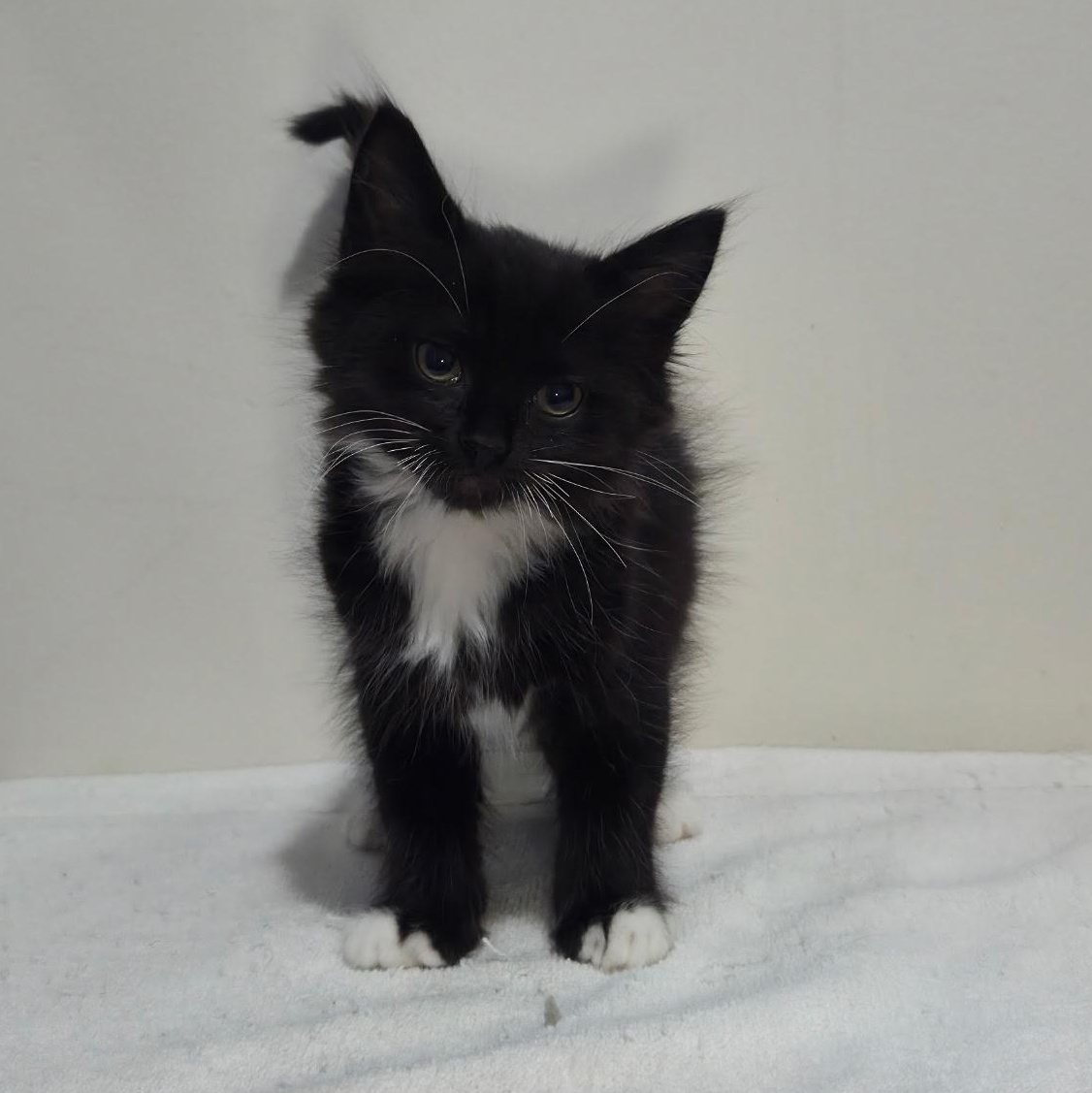 Alaska -Preadoption ONLY, Adoptable, Kitten Male Domestic Medium Hair.