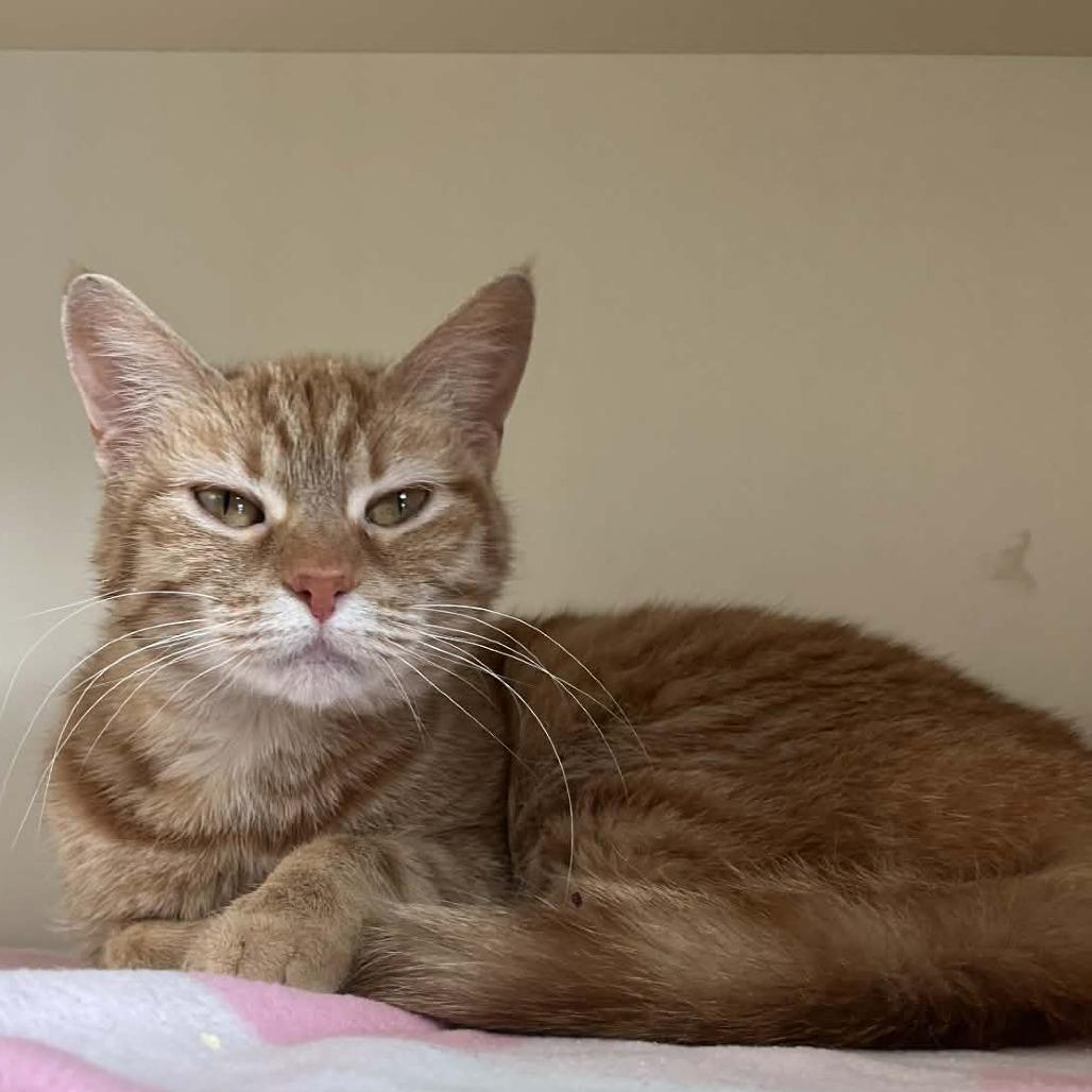 Enlarge Danielle Tiger, a Adoptable Domestic Short Hair in DeKalb, IL image 1/6