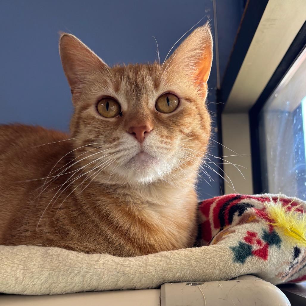 Enlarge Danielle Tiger, a Adoptable Domestic Short Hair in DeKalb, IL image 2/6