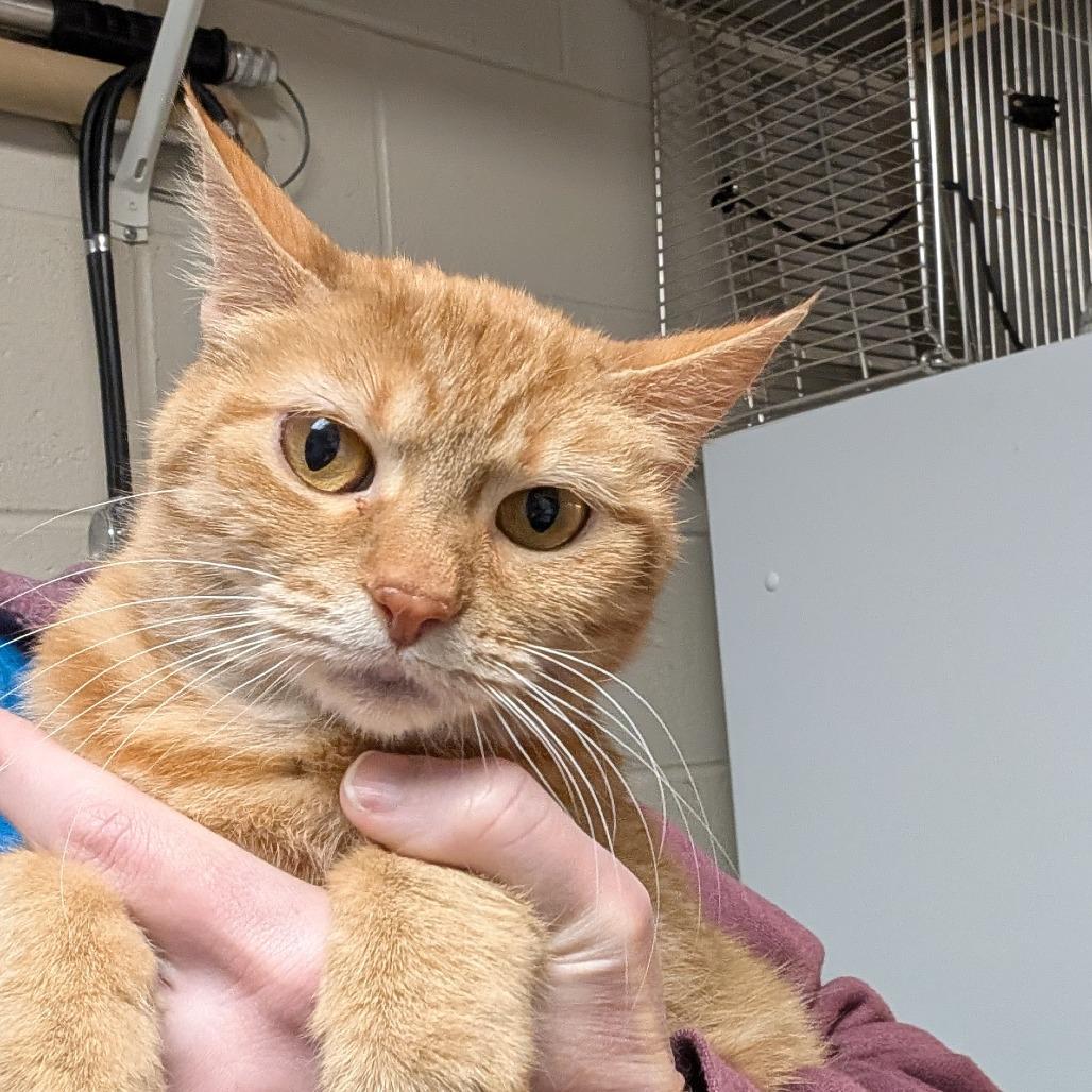 Enlarge Danielle Tiger, a Adoptable Domestic Short Hair in DeKalb, IL image 3/6