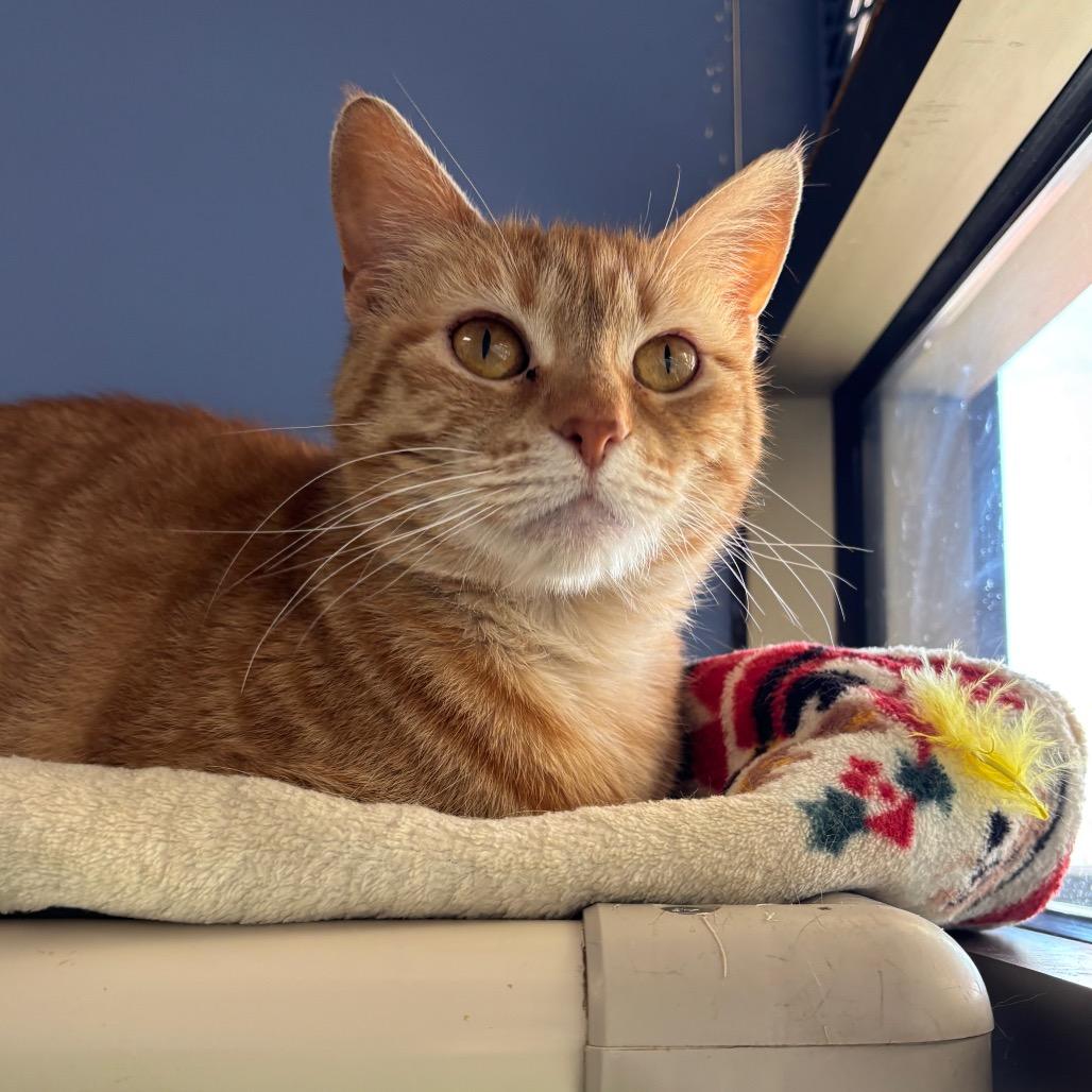 Enlarge Danielle Tiger, a Adoptable Domestic Short Hair in DeKalb, IL image 4/6