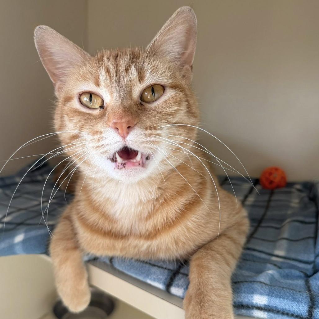 Enlarge Danielle Tiger, a Adoptable Domestic Short Hair in DeKalb, IL image 5/6