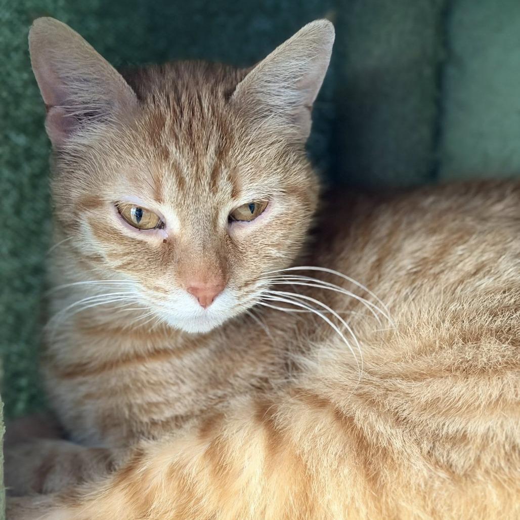 Enlarge Danielle Tiger, a Adoptable Domestic Short Hair in DeKalb, IL image 6/6