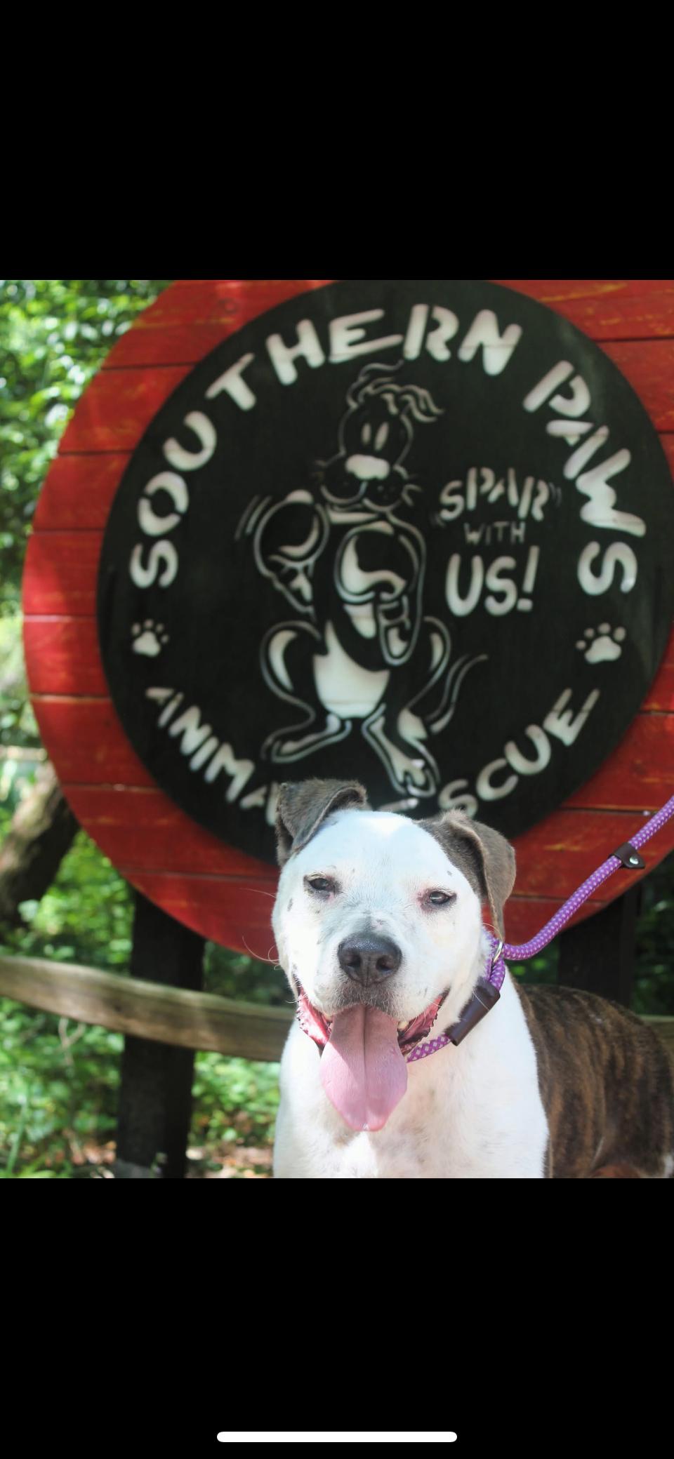 Toby, a Adoptable mixed breed in Mount Pleasant, SC image 3/6