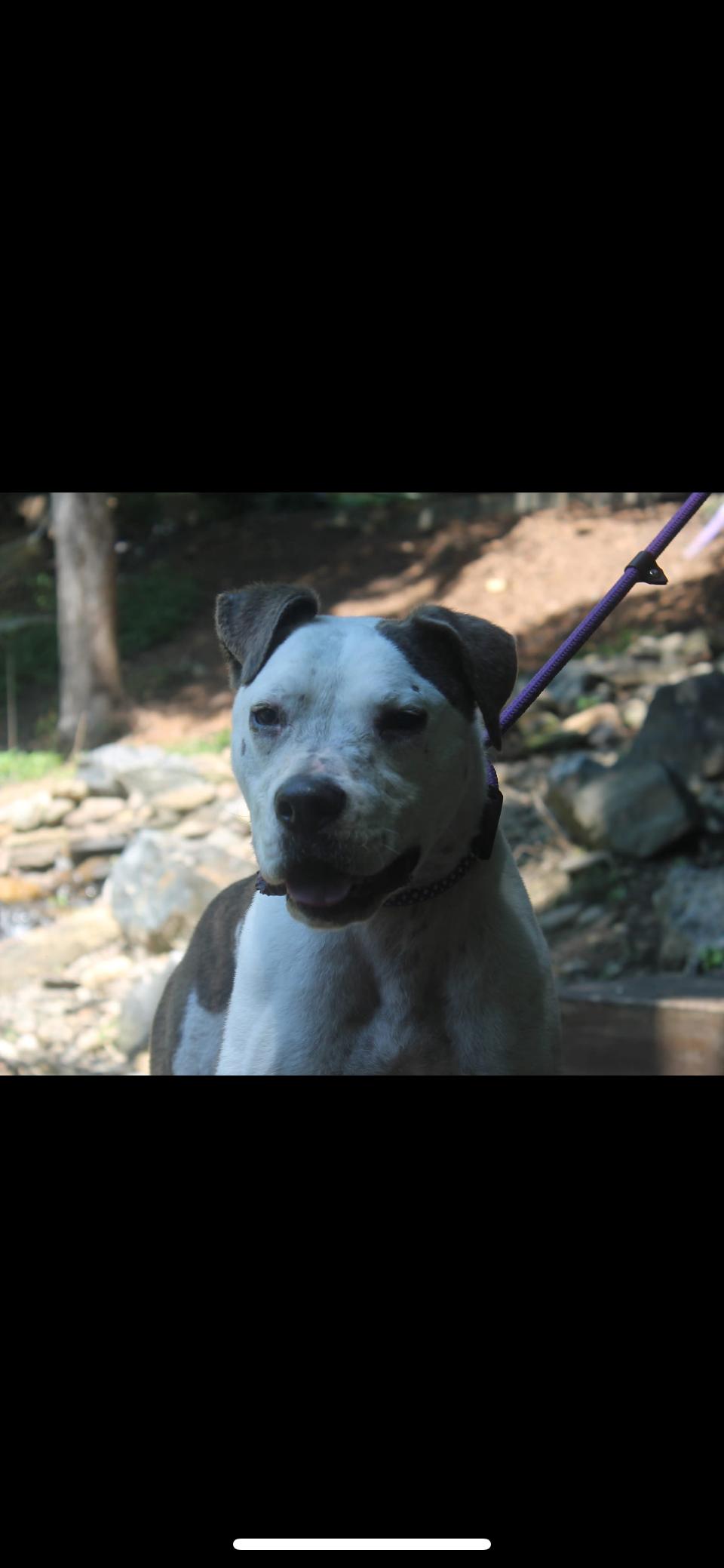 Toby, an adoptable Pit Bull Terrier, Mixed Breed in Rutherfordton, NC, 28139 | Photo Image 5