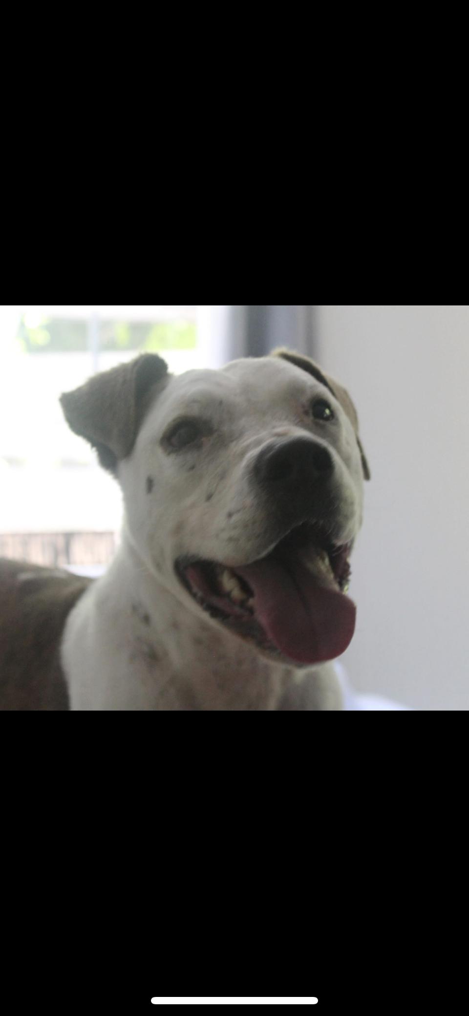 Toby, an adoptable Pit Bull Terrier, Mixed Breed in Rutherfordton, NC, 28139 | Photo Image 2