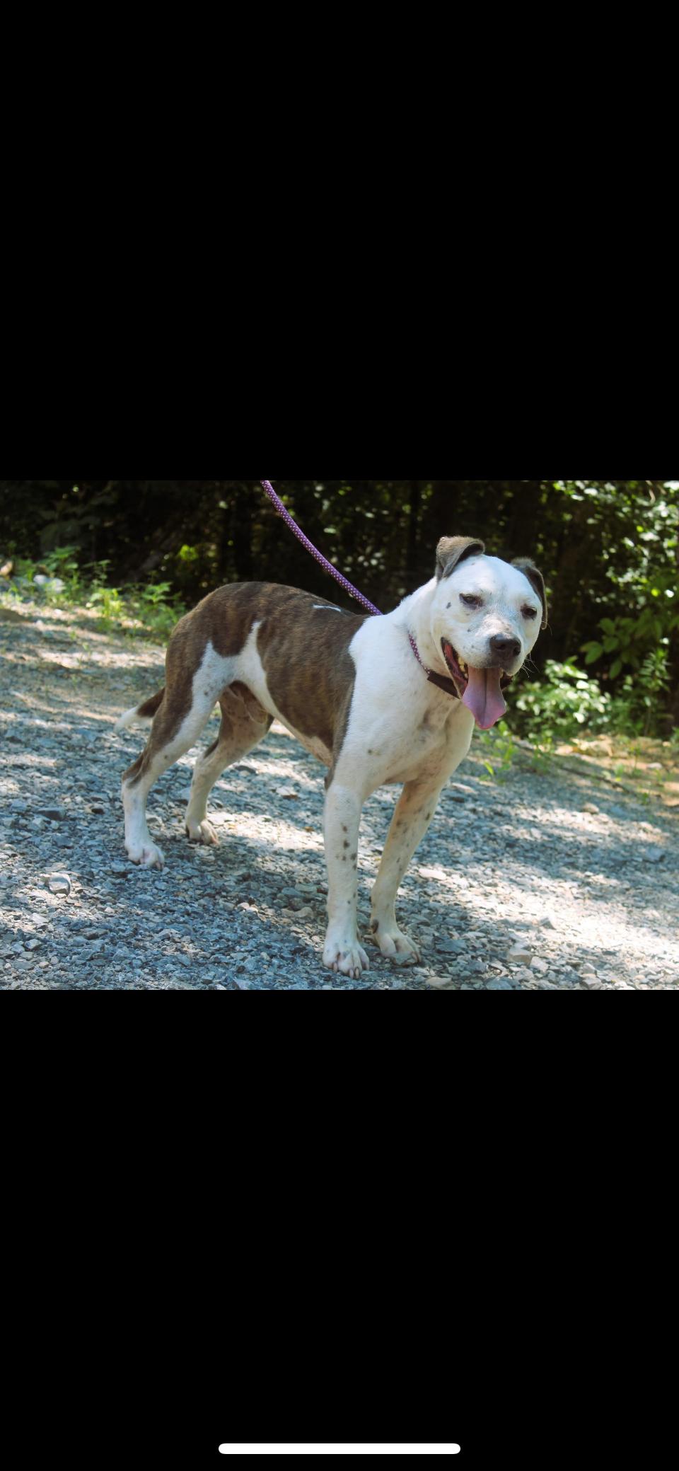 Toby, an adoptable Pit Bull Terrier, Mixed Breed in Rutherfordton, NC, 28139 | Photo Image 4
