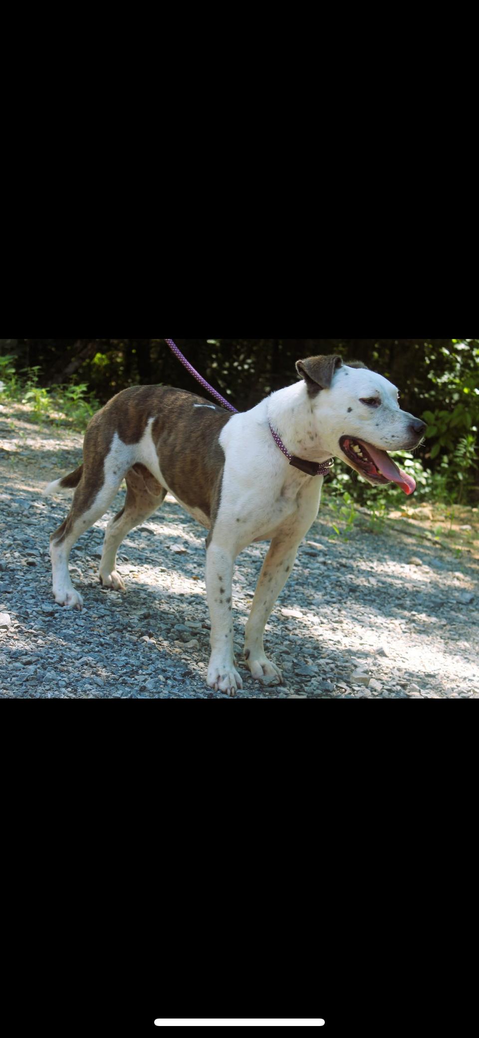Toby, an adoptable Pit Bull Terrier, Mixed Breed in Rutherfordton, NC, 28139 | Photo Image 6