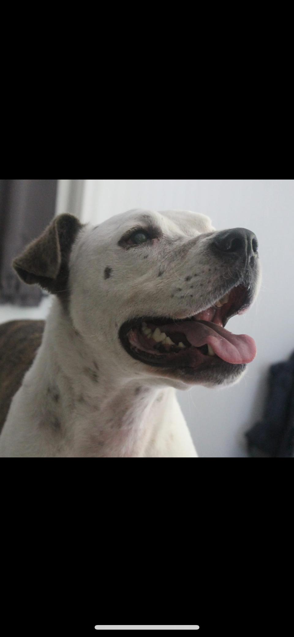 Toby, Adoptable, Adult Male Pit Bull Terrier & Mixed Breed.