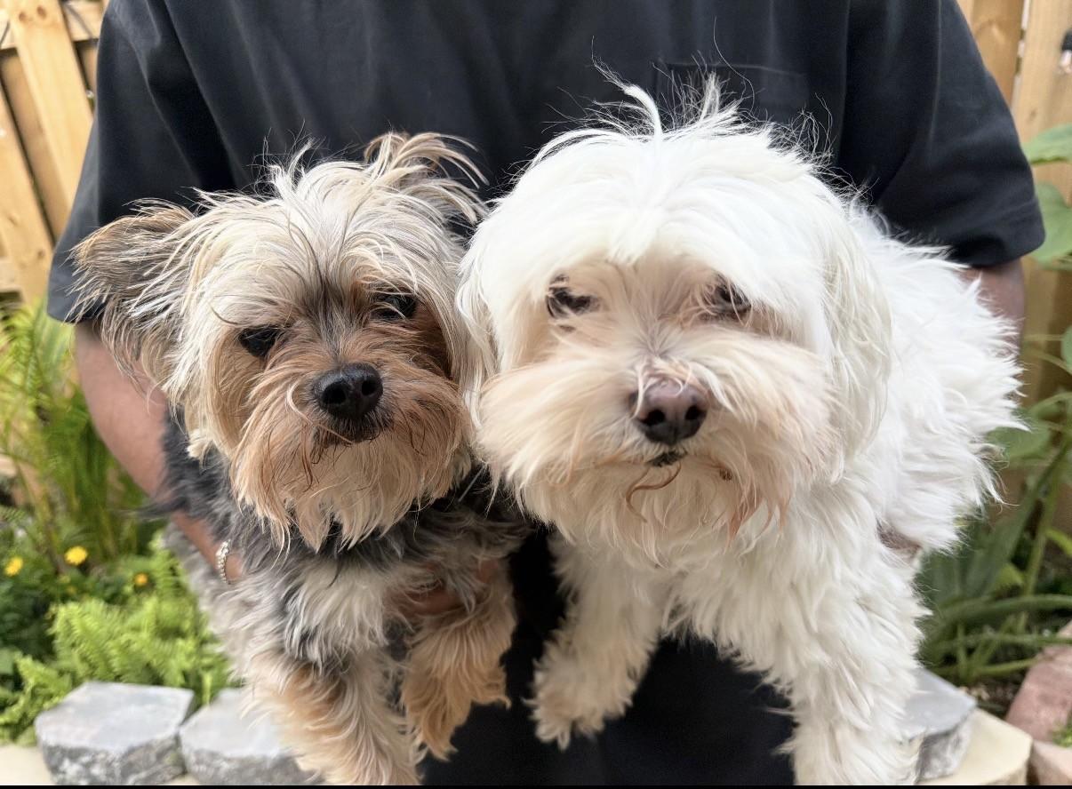 Enlarge Leo (and Max), a ADOPTABLE Maltese in Boca Raton, FL image 4/6