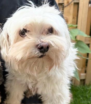 Enlarge Leo (and Max), a ADOPTABLE Maltese in Boca Raton, FL image 1/6