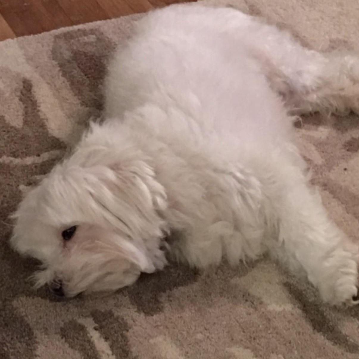 Enlarge Leo (and Max), a ADOPTABLE Maltese in Boca Raton, FL image 2/5