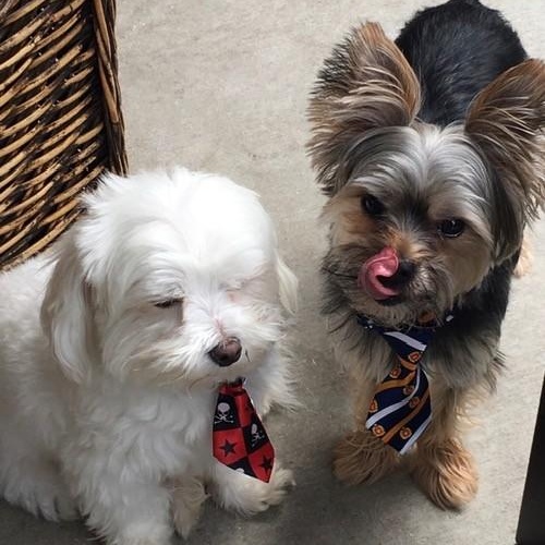 Enlarge Leo (and Max), a ADOPTABLE Maltese in Boca Raton, FL image 4/5