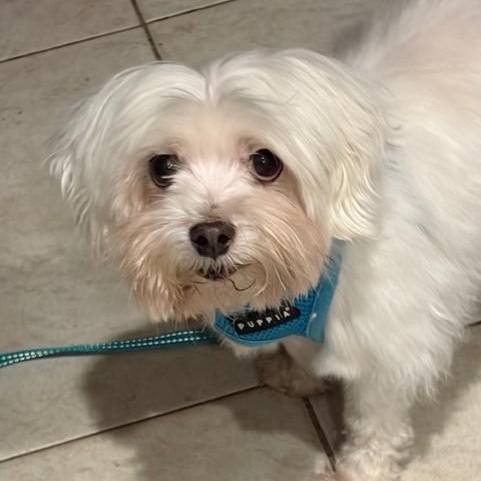 Enlarge Leo (and Max), a ADOPTABLE Maltese in Boca Raton, FL image 1/5