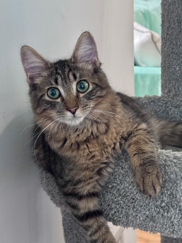 Enlarge Torrin, a Adoptable Domestic Long Hair in North Babylon, NY image 1/6