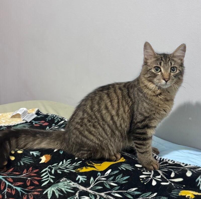 Enlarge Torrin, a Adoptable Domestic Long Hair in North Babylon, NY image 2/6