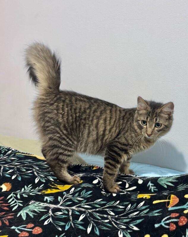 Enlarge Torrin, a Adoptable Domestic Long Hair in North Babylon, NY image 5/6