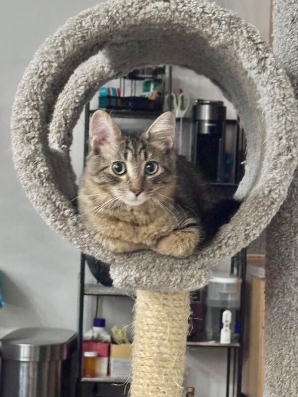 Enlarge Torrin, a Adoptable Domestic Long Hair in North Babylon, NY image 6/6