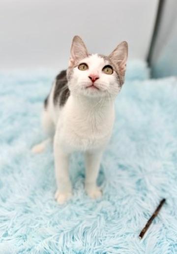 Enlarge Student Loan Debt, a Adoptable Domestic Short Hair in Covington, LA image 6/6