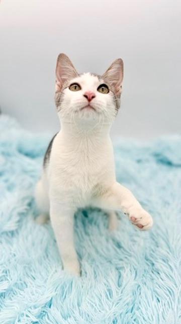 Enlarge Student Loan Debt, a Adoptable Domestic Short Hair in Covington, LA image 1/6