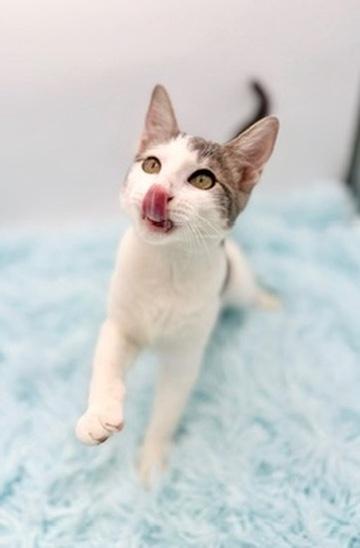 Enlarge Student Loan Debt, a Adoptable Domestic Short Hair in Covington, LA image 5/6